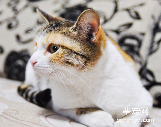 宠物猫