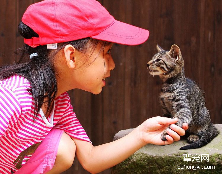 宠物猫
