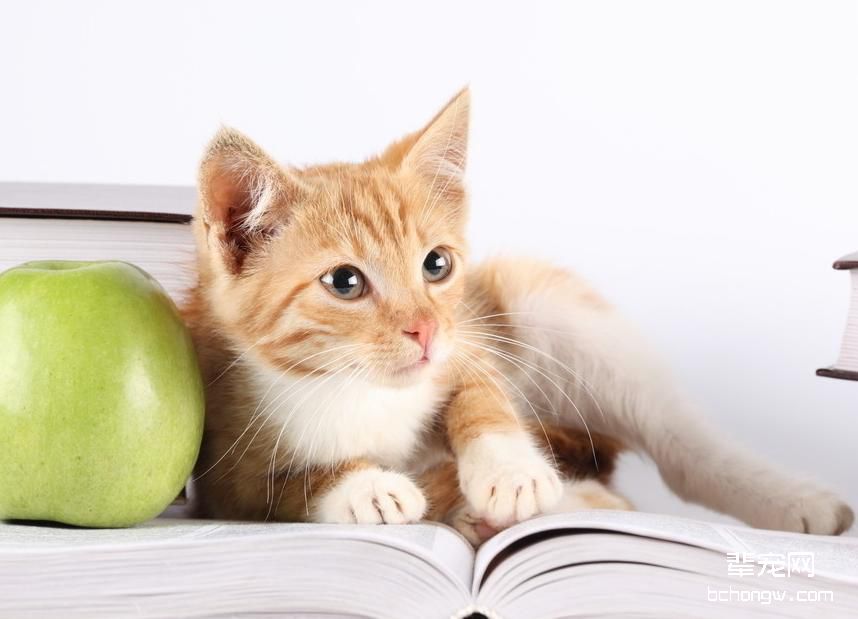 宠物猫