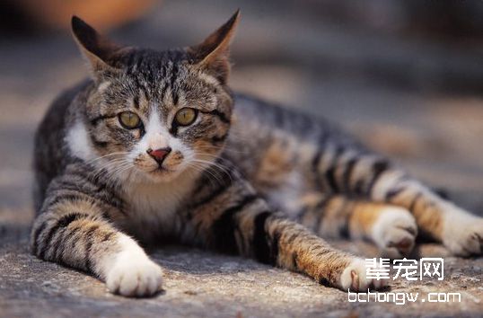 宠物猫