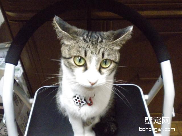 宠物猫