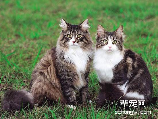 宠物猫
