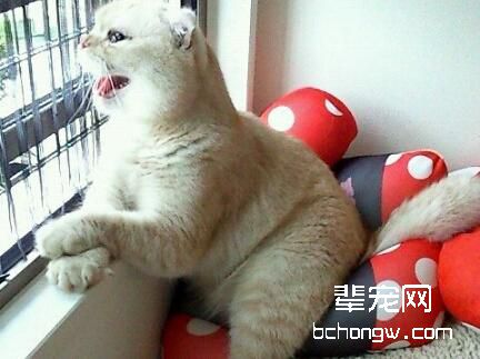 宠物猫