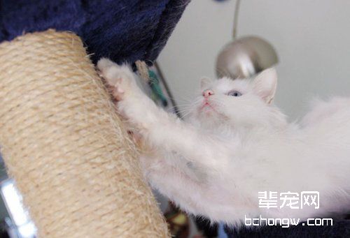 宠物猫