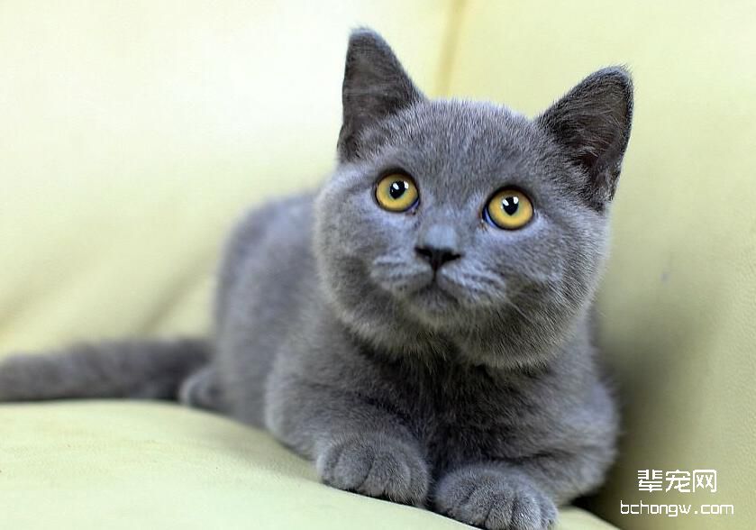宠物猫