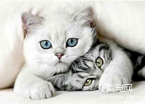 宠物猫
