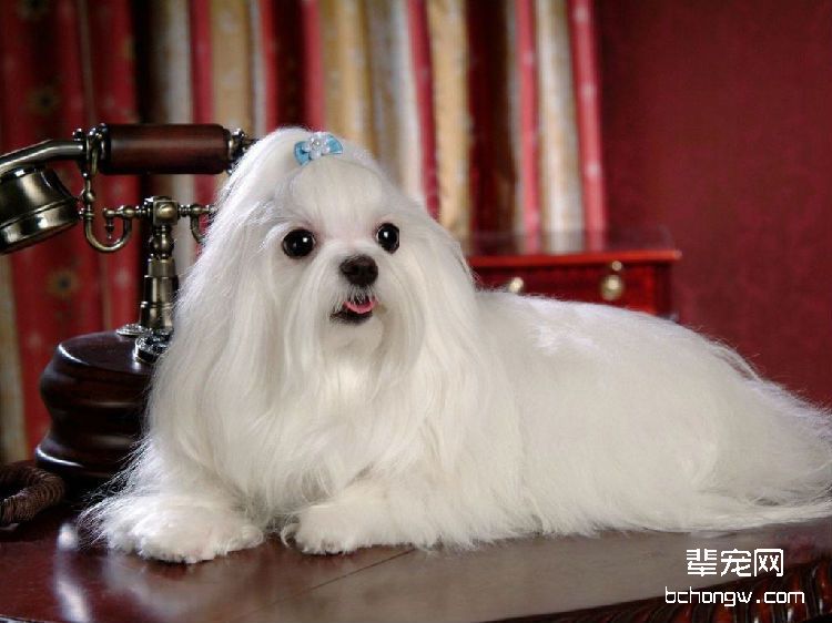 西施犬
