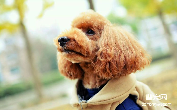 贵宾犬