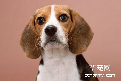 狗狗
