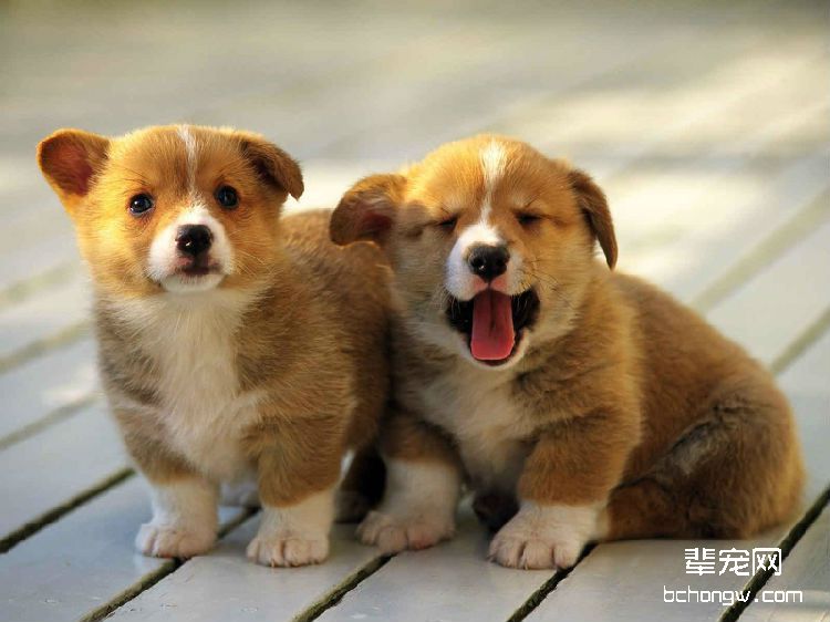 狗狗