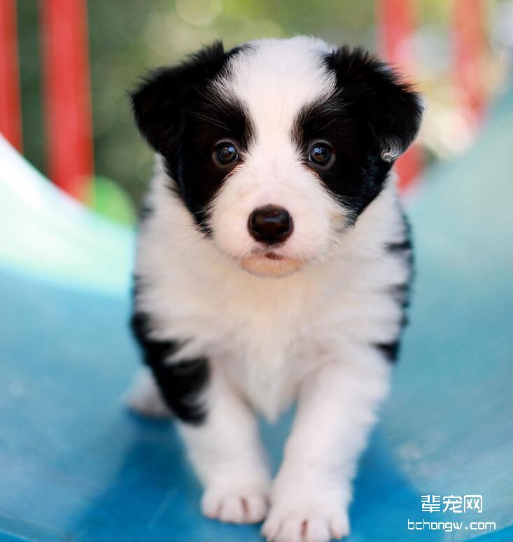 边境牧羊犬