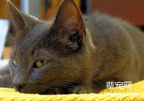 什么是猫抓病