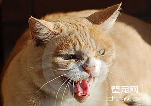 猫咪镇静剂的选择
