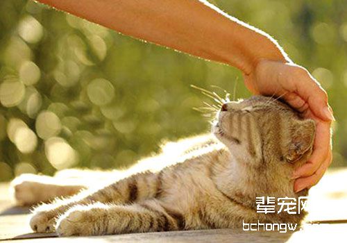 适宜猫咪的安神开窍药