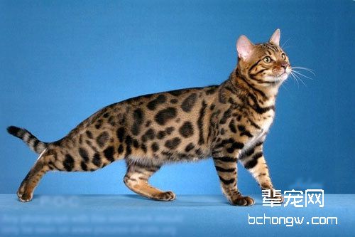 豹猫