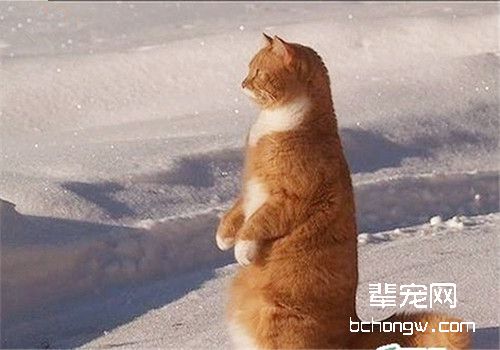 猫咪