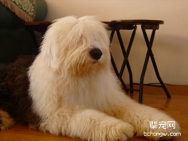 古代牧羊犬
