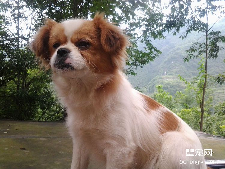 蝴蝶犬