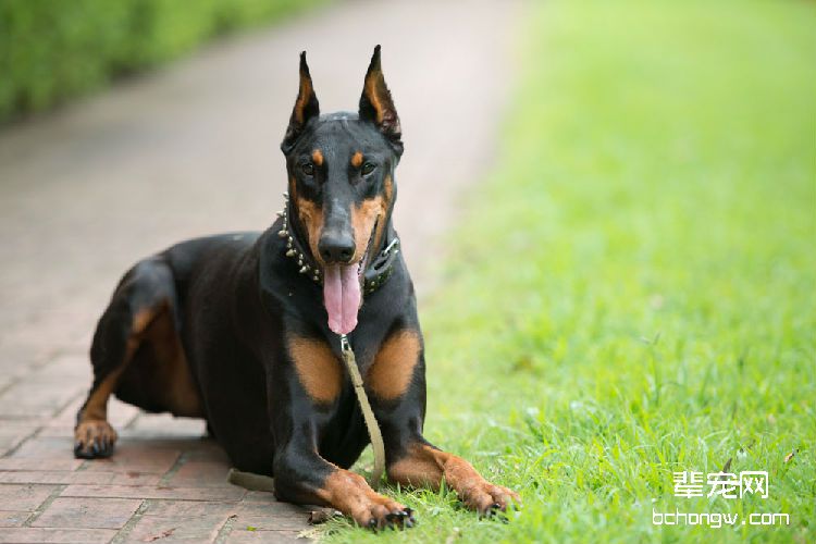 杜宾犬