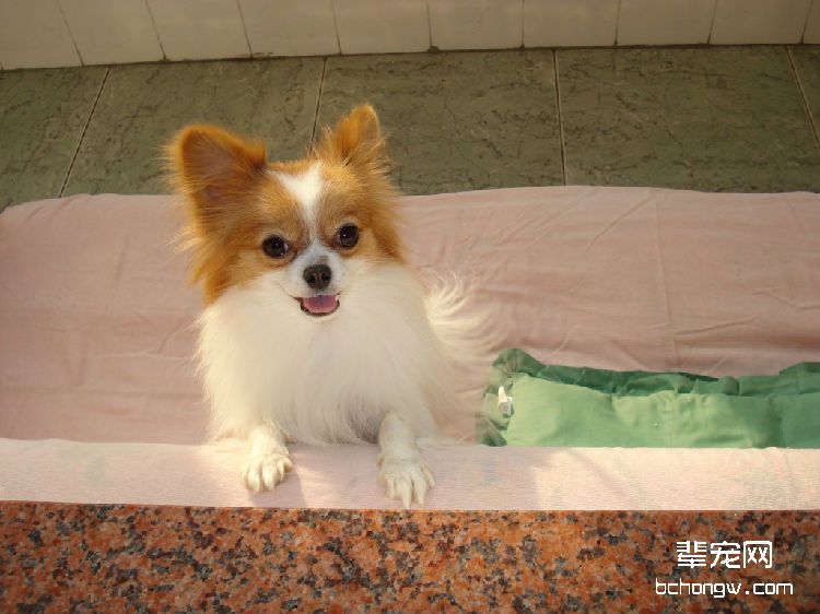 蝴蝶犬