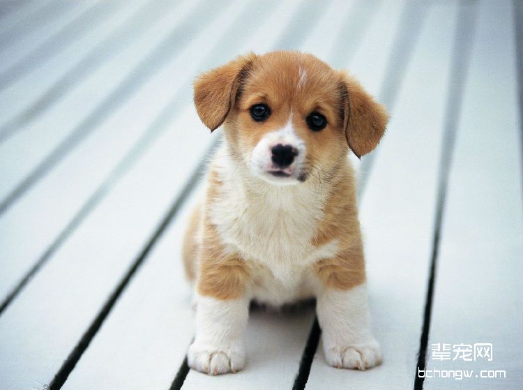 腊肠犬