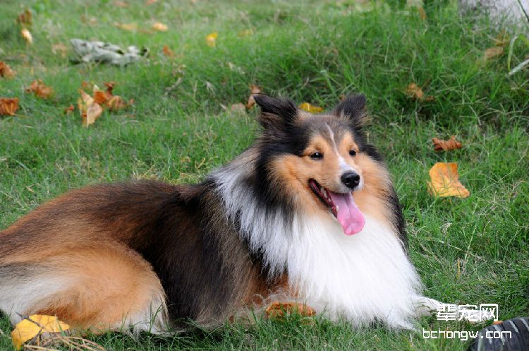 喜乐蒂牧羊犬