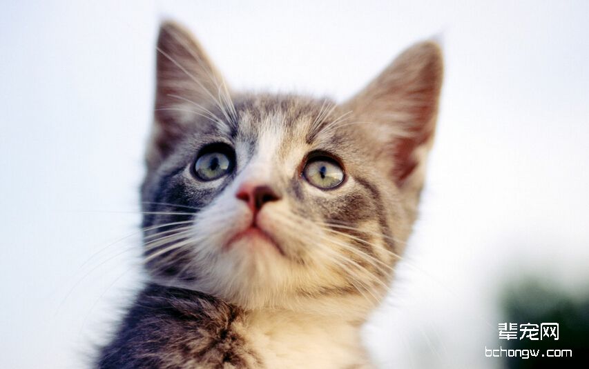 猫癣怎么治，猫癣用什么药