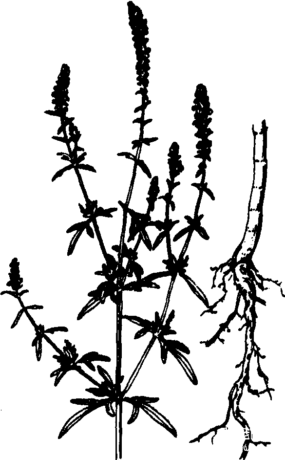 荆芥