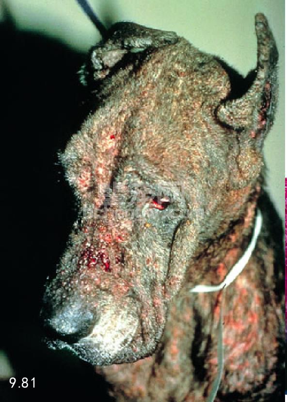 猫、犬落叶型天疱疮