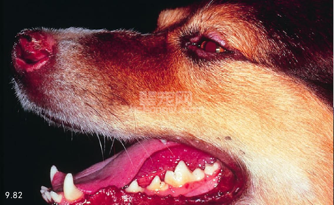 猫、犬圆盘状红斑狼疮