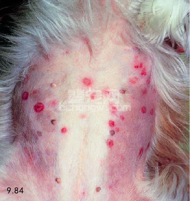 猫、犬药物反应