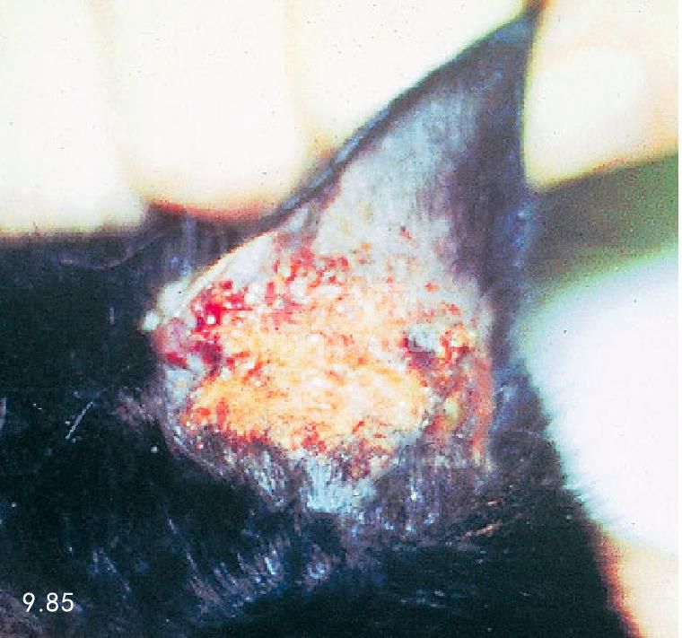 猫、犬刺激性接触性皮炎