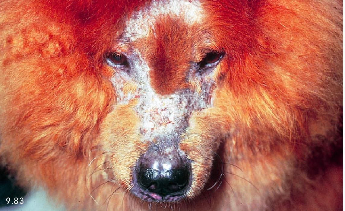 猫、犬皮肌炎