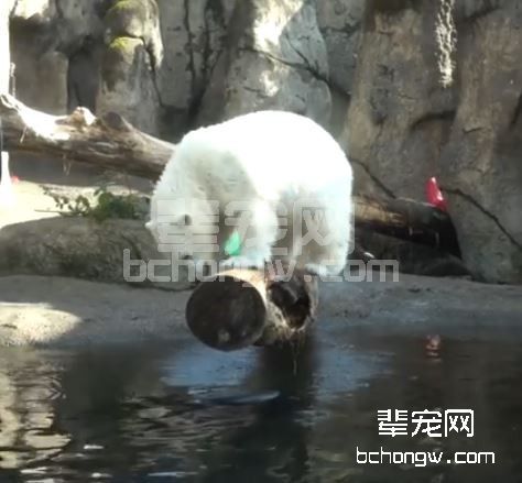 小北极熊弯腰捞水　脚滑摔挂