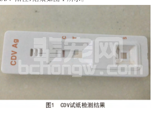 CDV 阳性