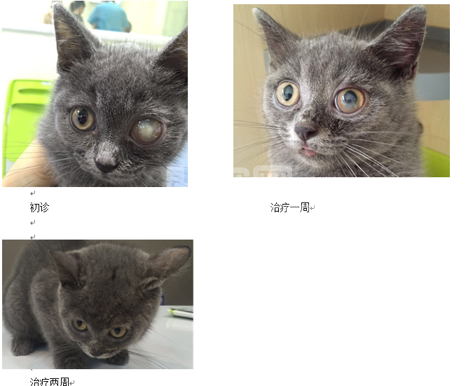一例猫前房积脓诊治