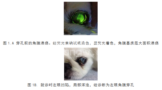 中药配合手术治疗犬角膜穿孔的病例观察