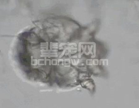 一只螨虫的自述，看我怎么危害猪猪的健康！