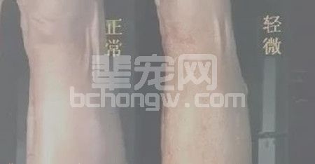 一只螨虫的自述，看我怎么危害猪猪的健康！