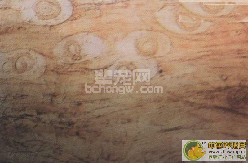 猪旋毛虫病--- 症状图谱