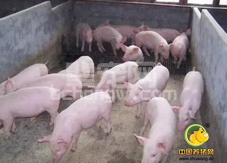 猪细菌性呼吸系统疾病：变化与防控