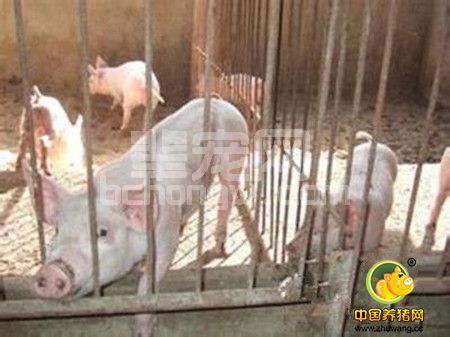 猪呼吸症状的疾病特点及鉴别