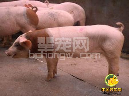 猪呼吸道疾病的治疗