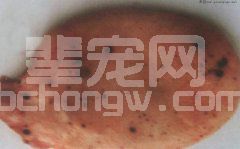 【急性猪瘟】膀胱粘膜点状出血