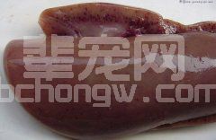 【慢性型猪瘟】肝脏表面有大量点状出血