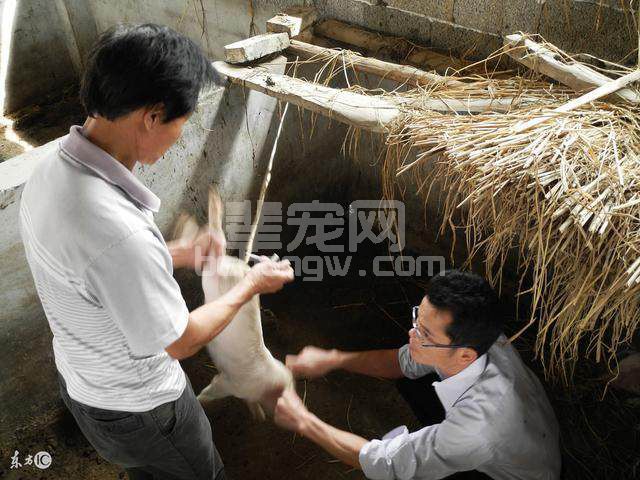猪伪狂犬病