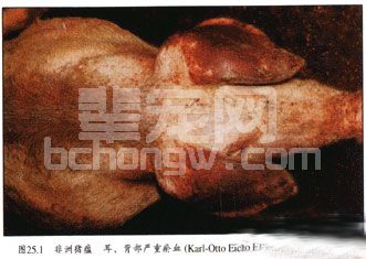 非洲猪瘟 症状图谱