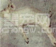 猪破伤风 症状图谱