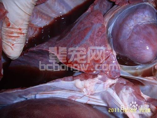 猪副猪嗜血杆菌病——猪病大全（症状图谱）