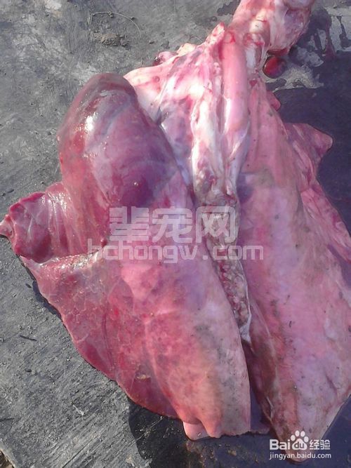 副猪嗜血杆菌病的防治